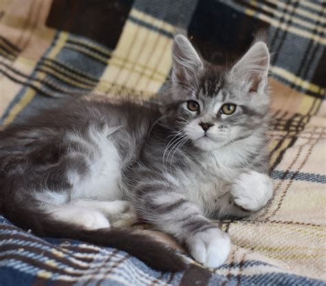 Gucci Maine Coon Male (Available) $2550 .